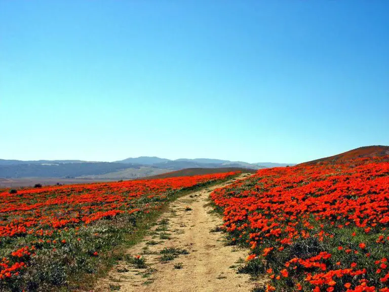 Antelope Valley Poppy Reserve California Wondermondo   AntelopePoppy 768x576 