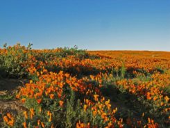 Top 10 Locations Of California Poppy Meadows 