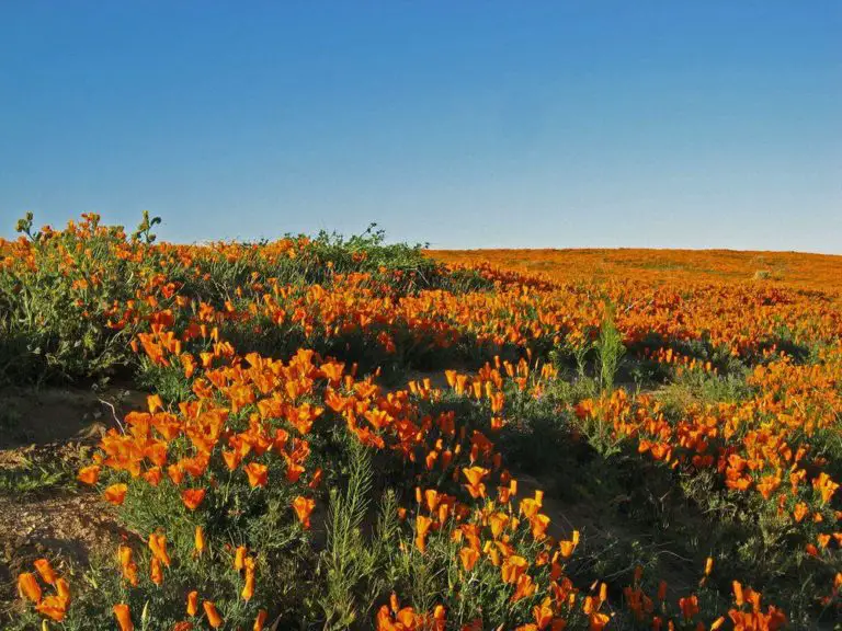 Antelope Valley Poppy Reserve, California | Wondermondo