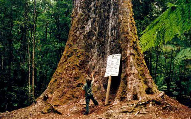 Arve Big Tree, Tasmania, Australia