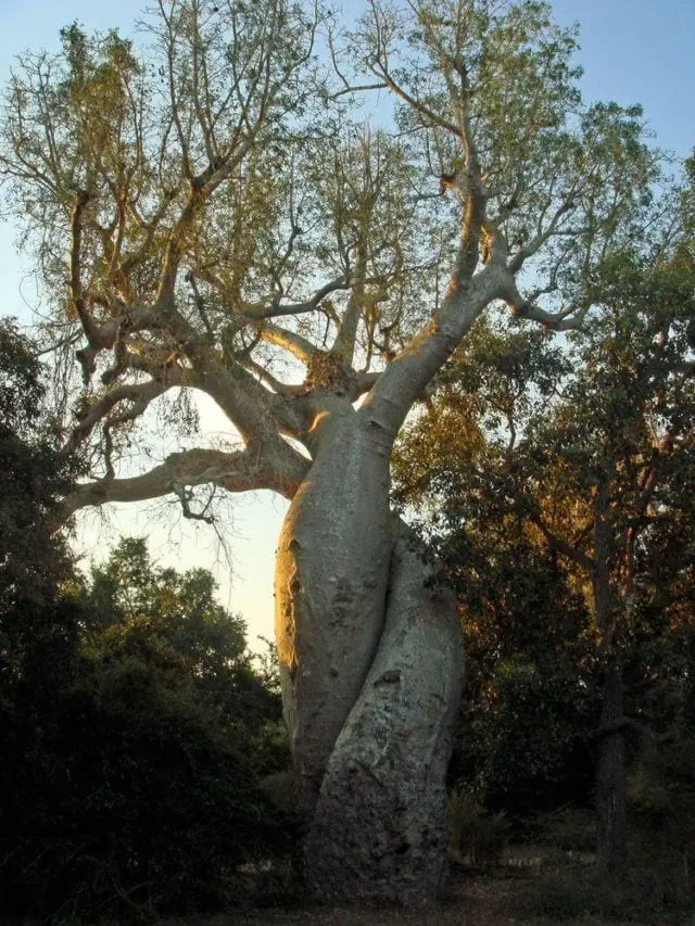 Baobab Amoureux Baobabs In Love Wondermondo