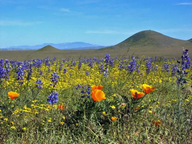 Carrizo Plain wildflower meadows | Wondermondo