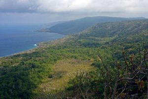 Christmas Island crab forest | Wondermondo