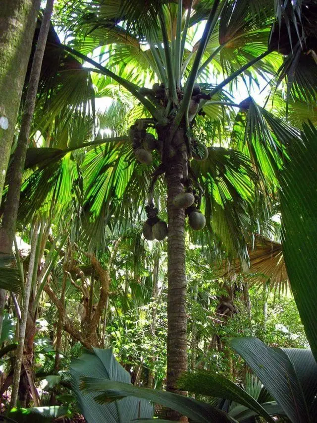 Vallée de Mai (Vallee de Mai) | Wondermondo