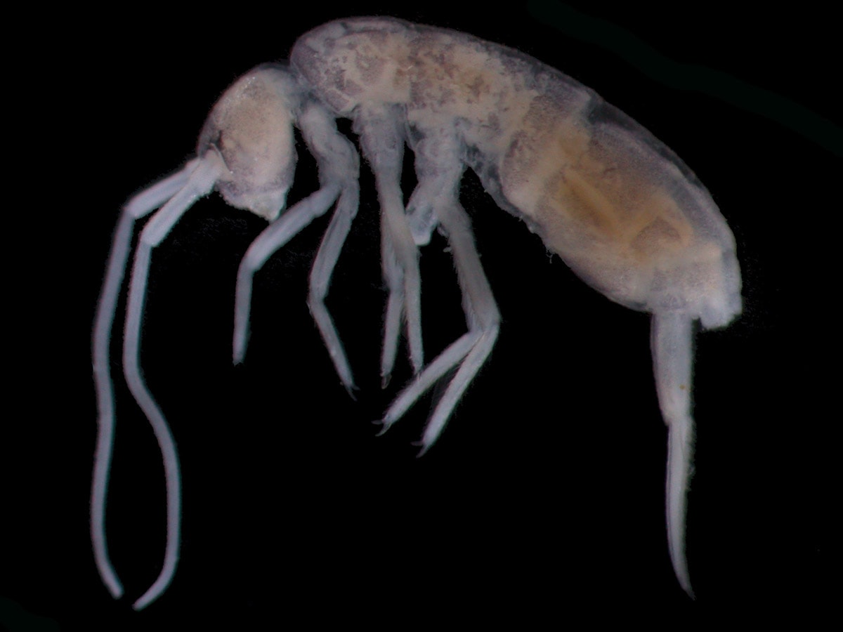 Springtail Plutomurus ortobalaganensis lives only in Krubera Cave. It is the deepest living terrestrial animal on Earth, found at the depth of 1,980 m