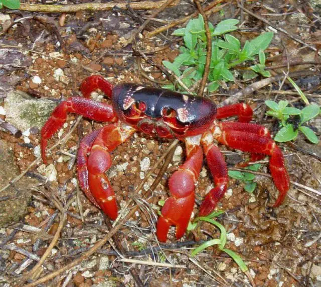 Christmas Island crab forest | Wondermondo