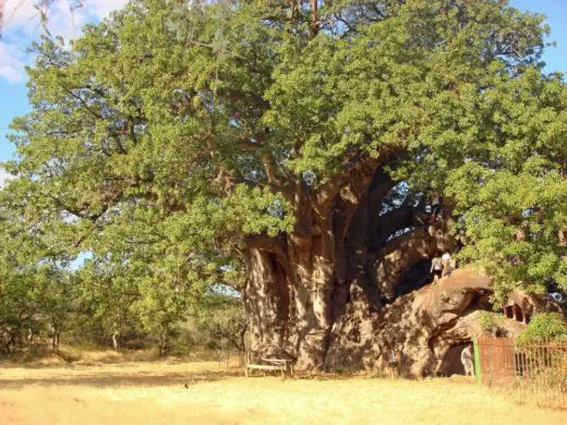 world-s-largest-trees-with-circumference-above-14-m-wondermondo