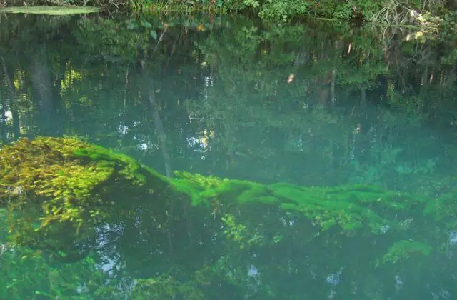 Wakulla Spring | Wondermondo