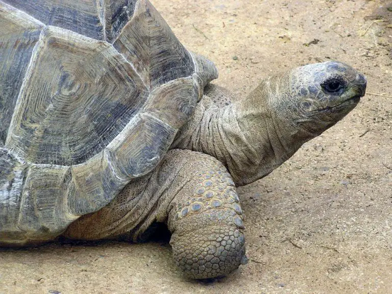 Aldabra - realm of giant tortoises | Wondermondo