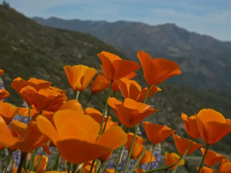 Figueroa Mountain poppy and lupine fields | Wondermondo