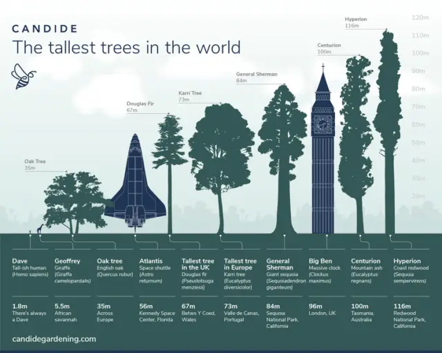 top-10-tallest-trees-in-the-world-wondermondo